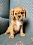 Cavalier king charles spaniel/ samiec