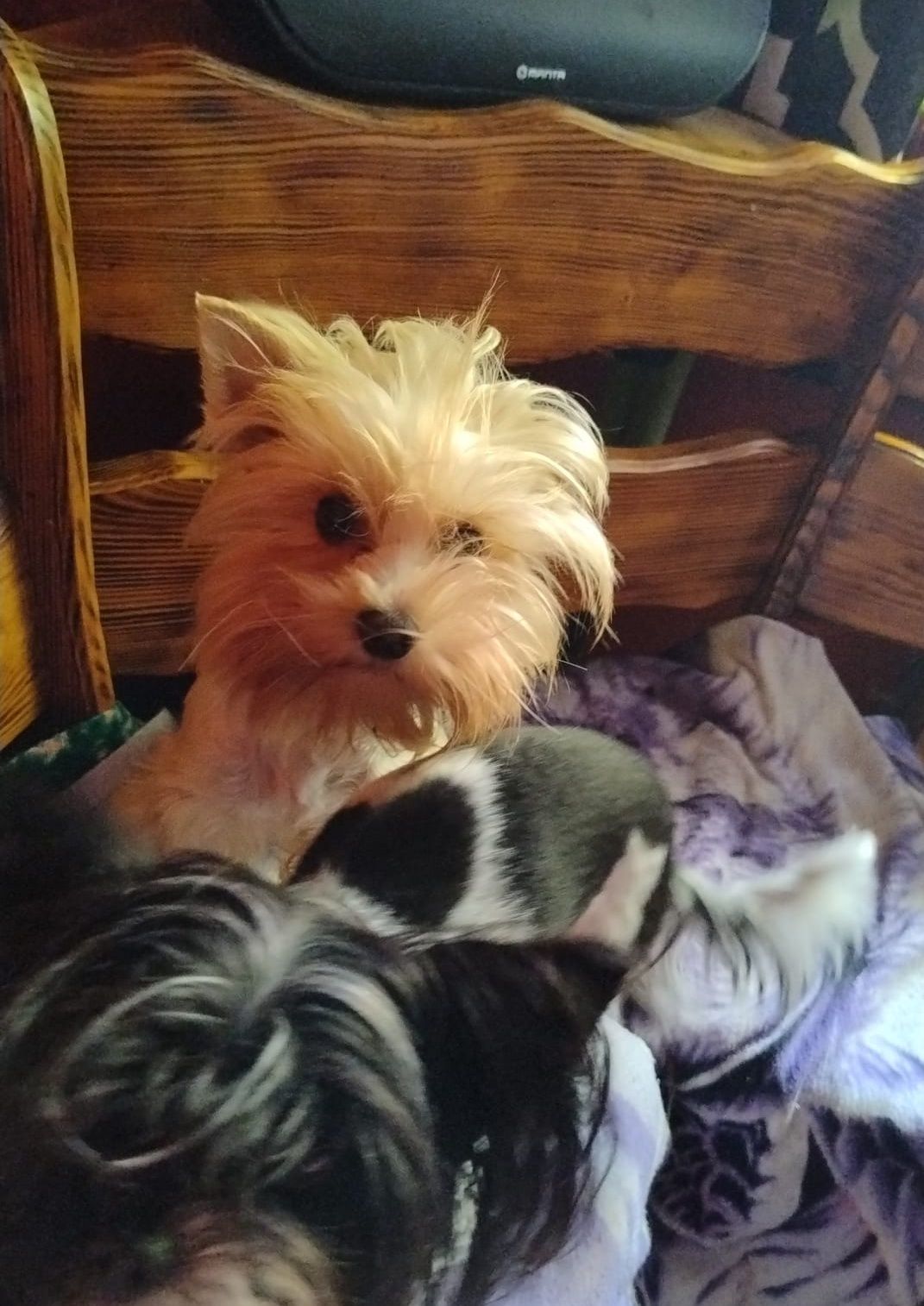 Yorkshire terrier GIZMO White ocean Perl piesek