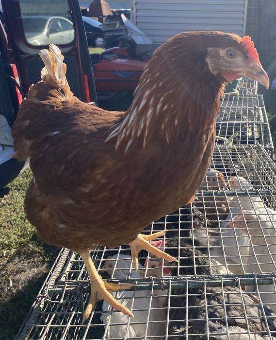 Молоденькі 4 місяця курочки