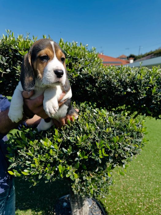 Beagle menina magnifica