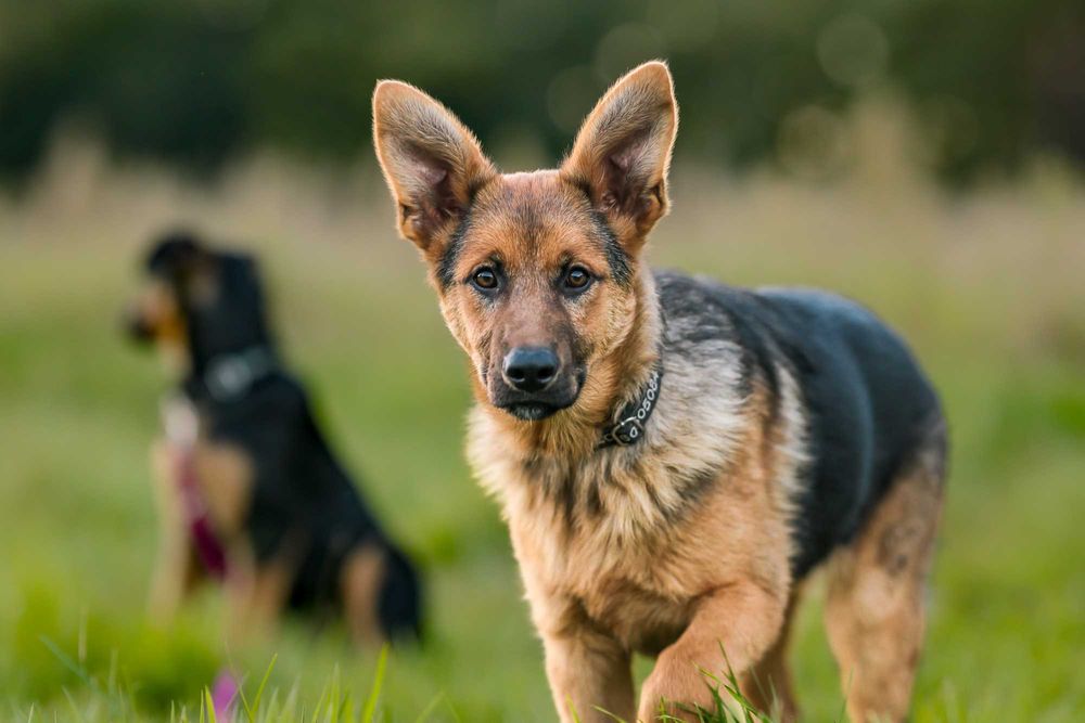 Hexa , suczka , szczeniak do adopcji z fundacji