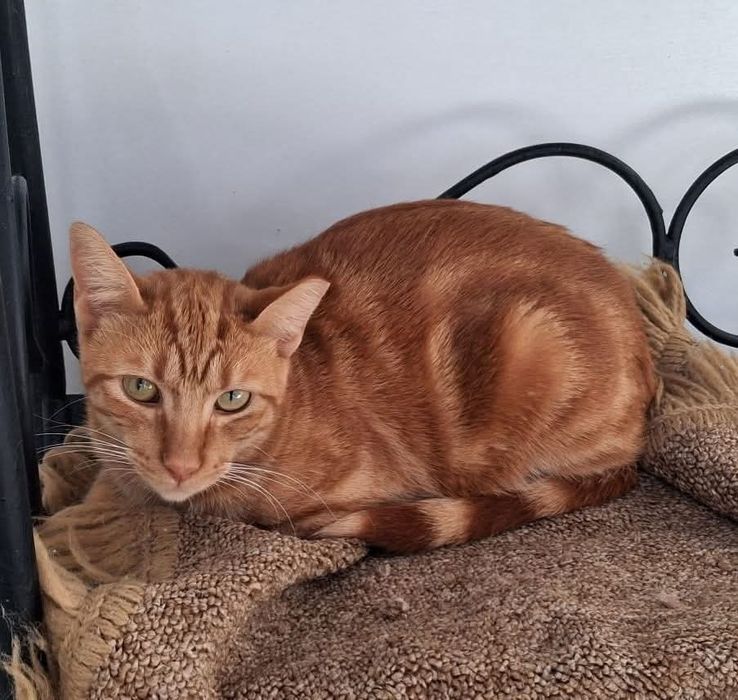 Fábio - gato para adoção