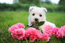 Piesek West Highland White Terrier ZKWP FCI