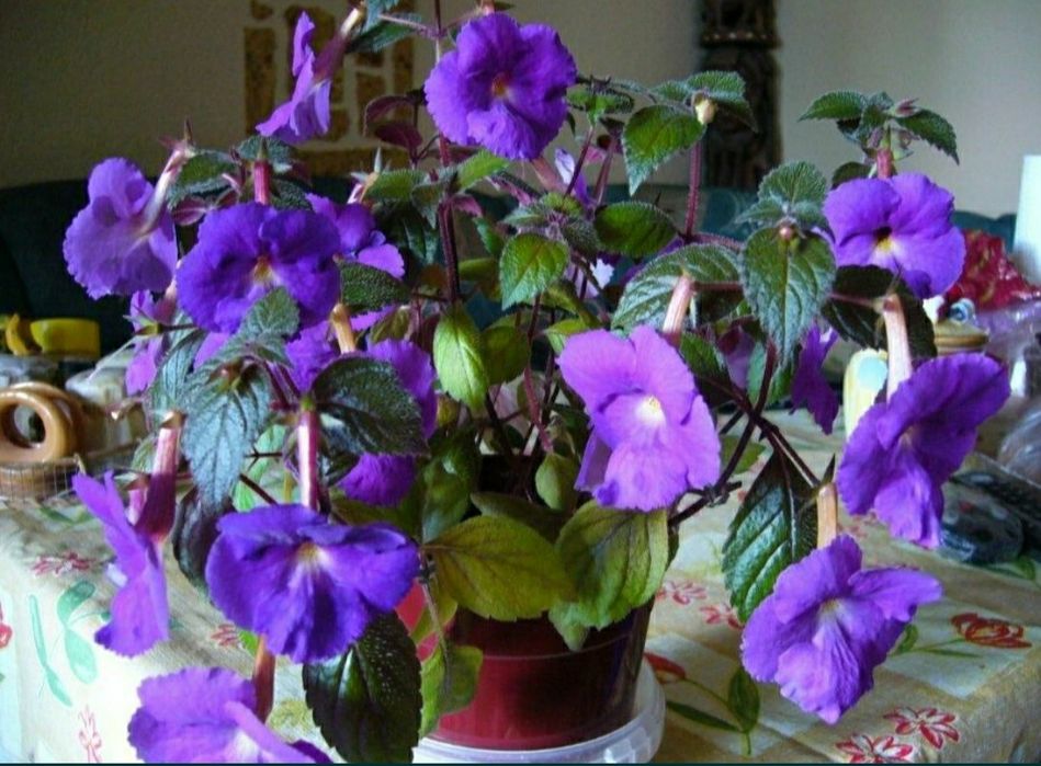 АХИМЕНЕСЫ. Ризомы ахименесов