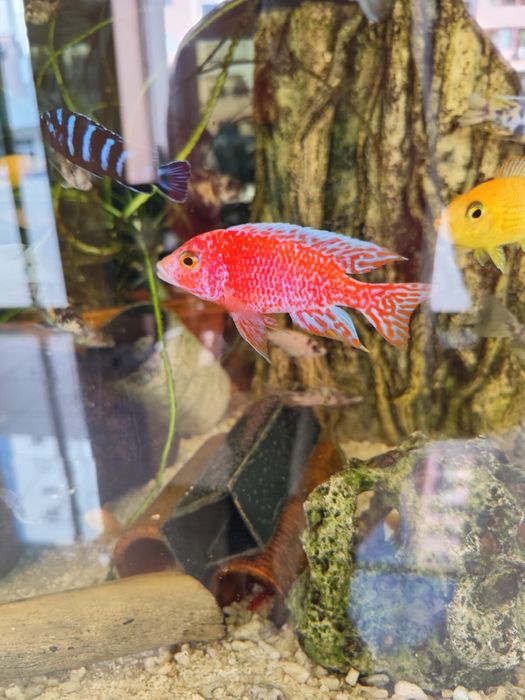 Aulonocara firefish dragon blood