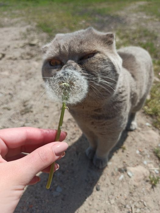 В'язка шотландського кота