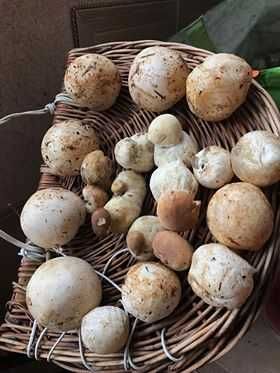 Продам сушені лісові  гриби