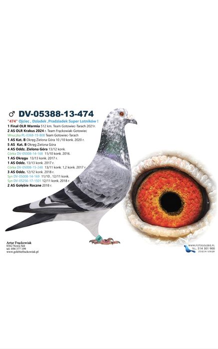 Gołąb pocztowy Samica Artur Frackowiak,, Super Top,, 474,,