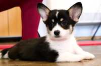 Welsh Corgi Pembroke - Śliczny chłopczyk