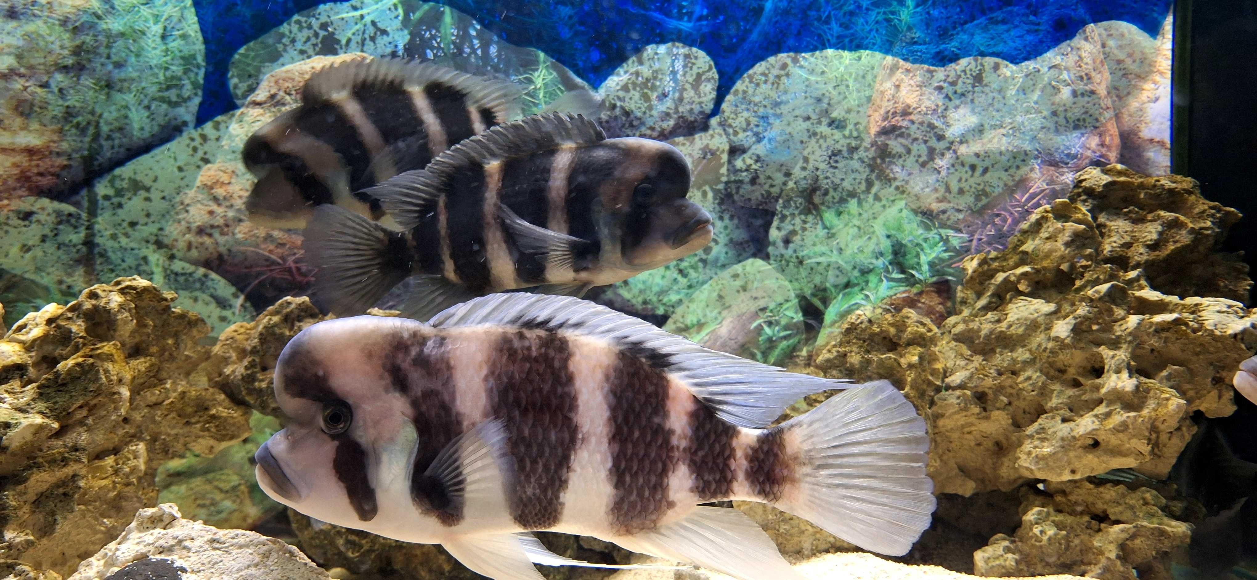 aquario e sump e asseçorios