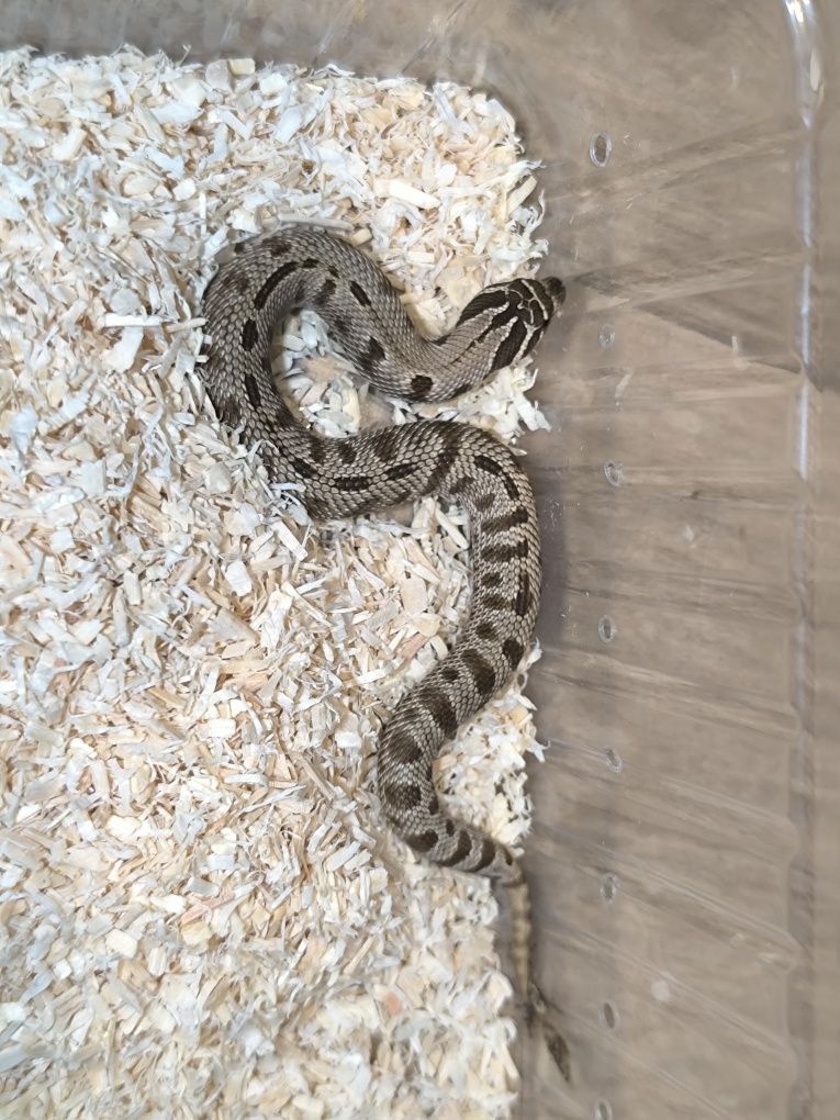 Heterodon zachodni