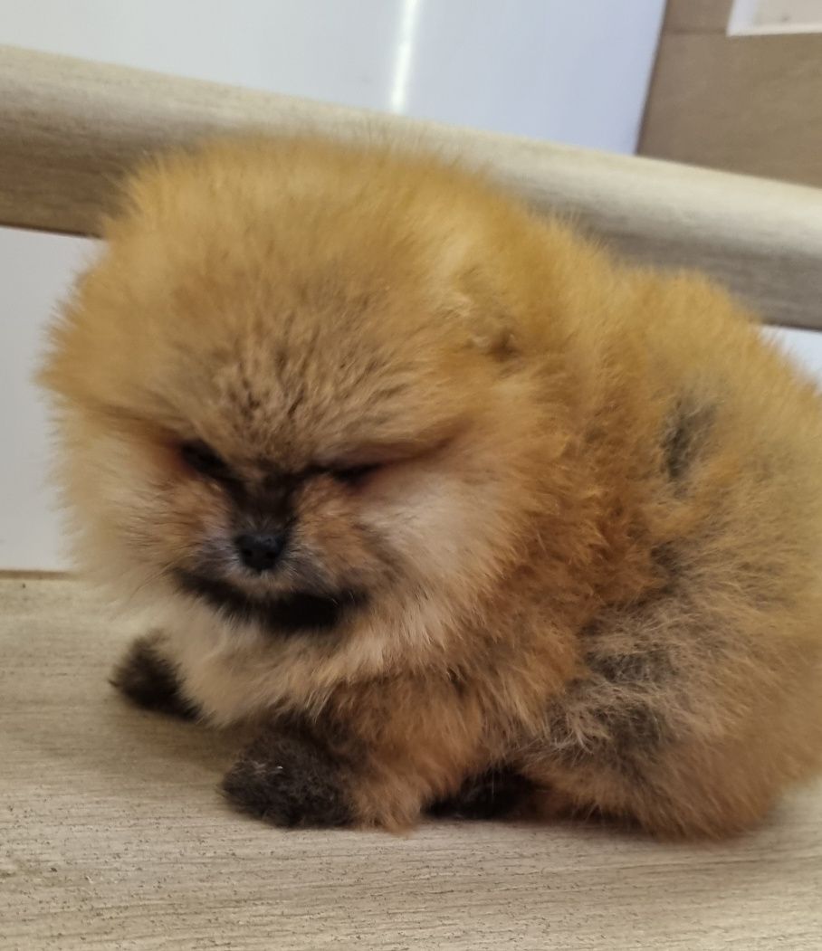 Suczka. Szpic miniaturowy pomeranian