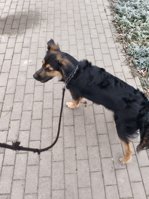 Oddam psa w dobre ręce