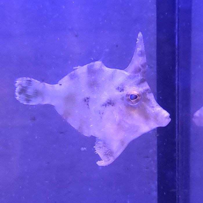 Acreichthys tomentosus Brzydal akwarium morskie Korale.Pro