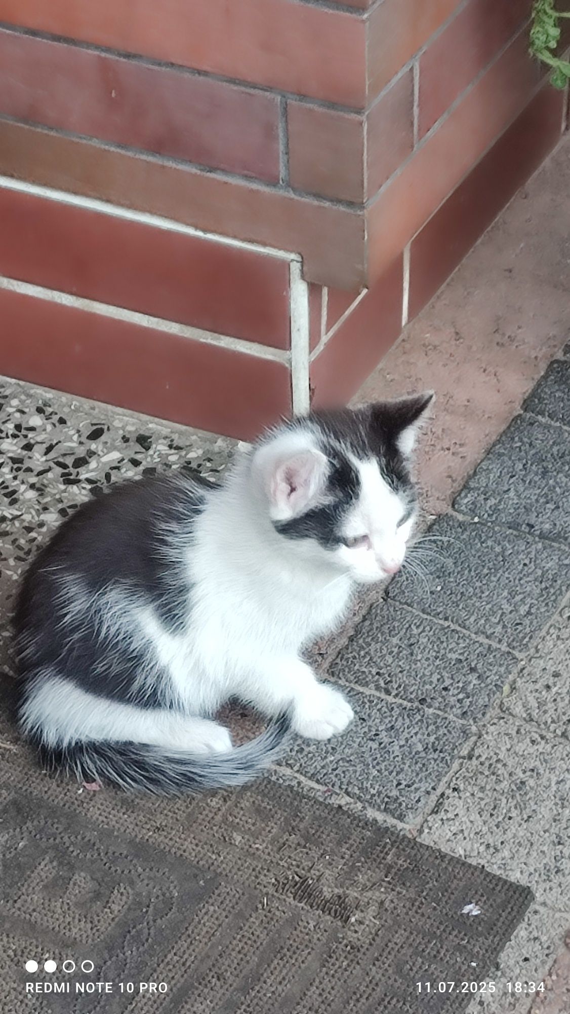 Puszyste kotki - oddam w dobre ręce