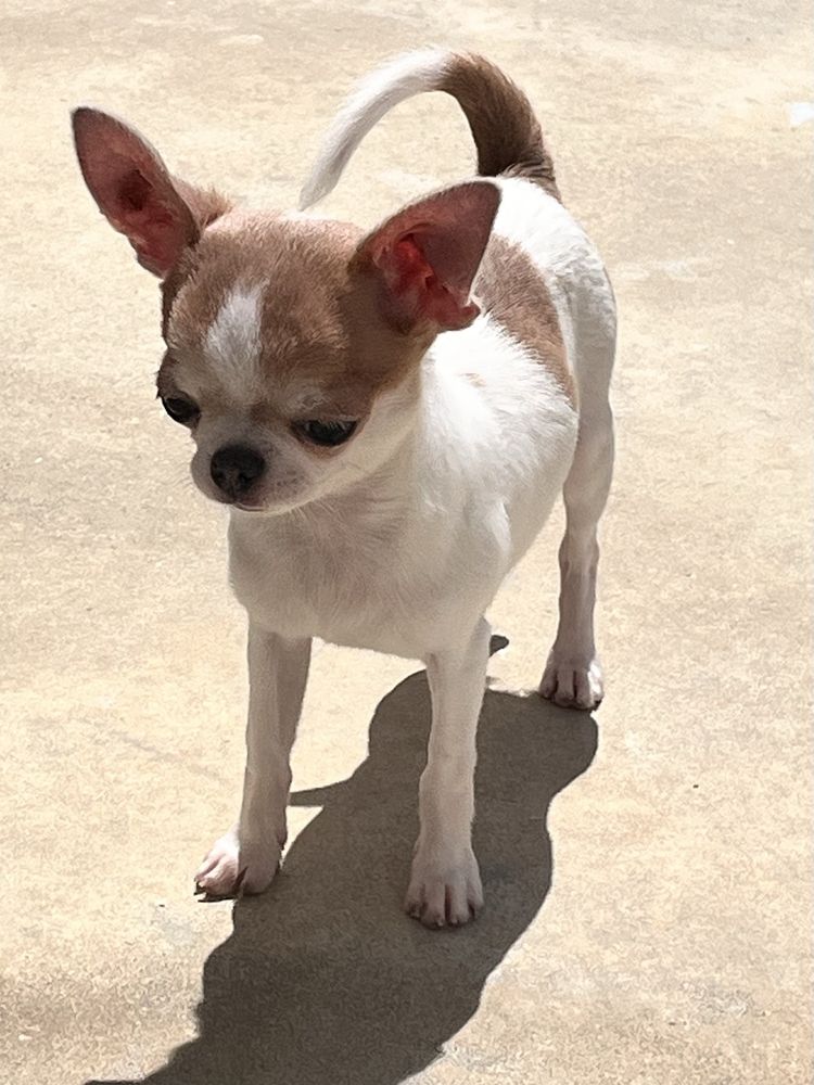 Chihuahua Macho disponivel