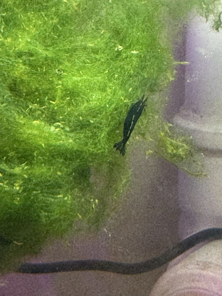 Krewetki Neocardina BLACK ROSE