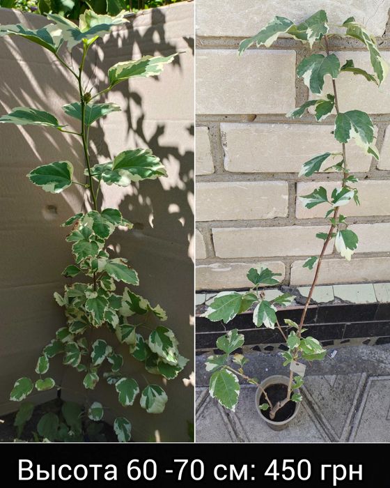 Гибискус древовидный Purpureus Variegatus