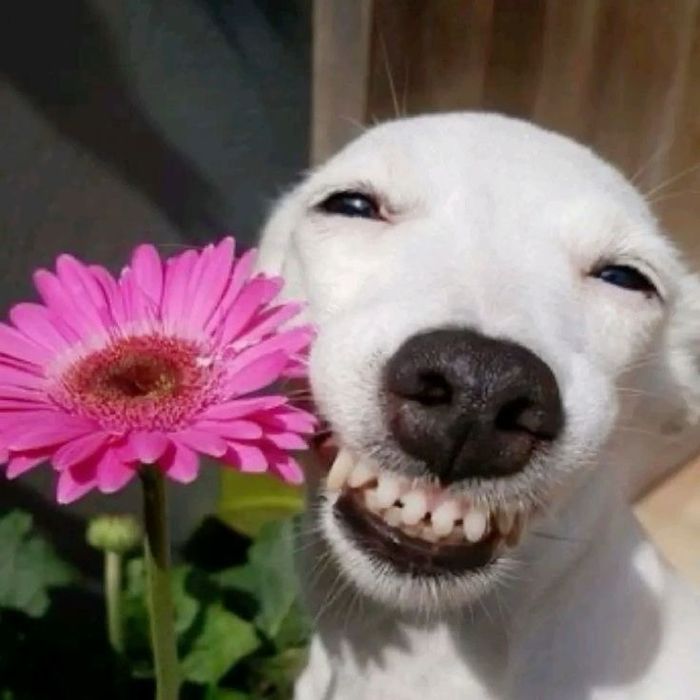 Złota rączka, naprawy w mieszkaniach, ogrodach, remonty