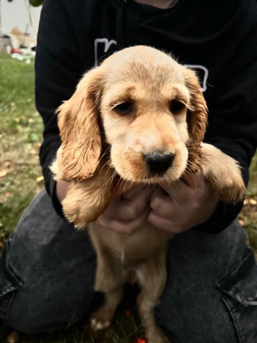 Cocker spaniel aktualne