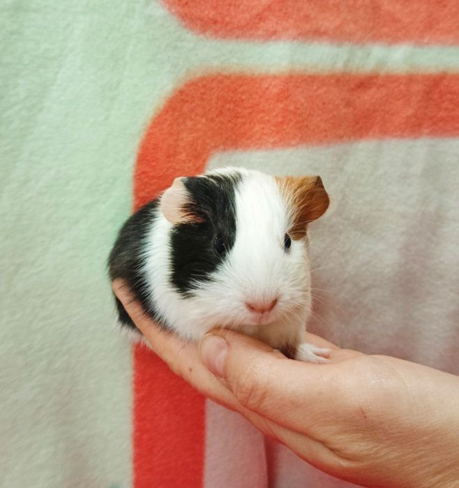 Maleńkie świnki morskie ,mix kolor,Słodkie Maleństwa-Sklep Zoologiczny