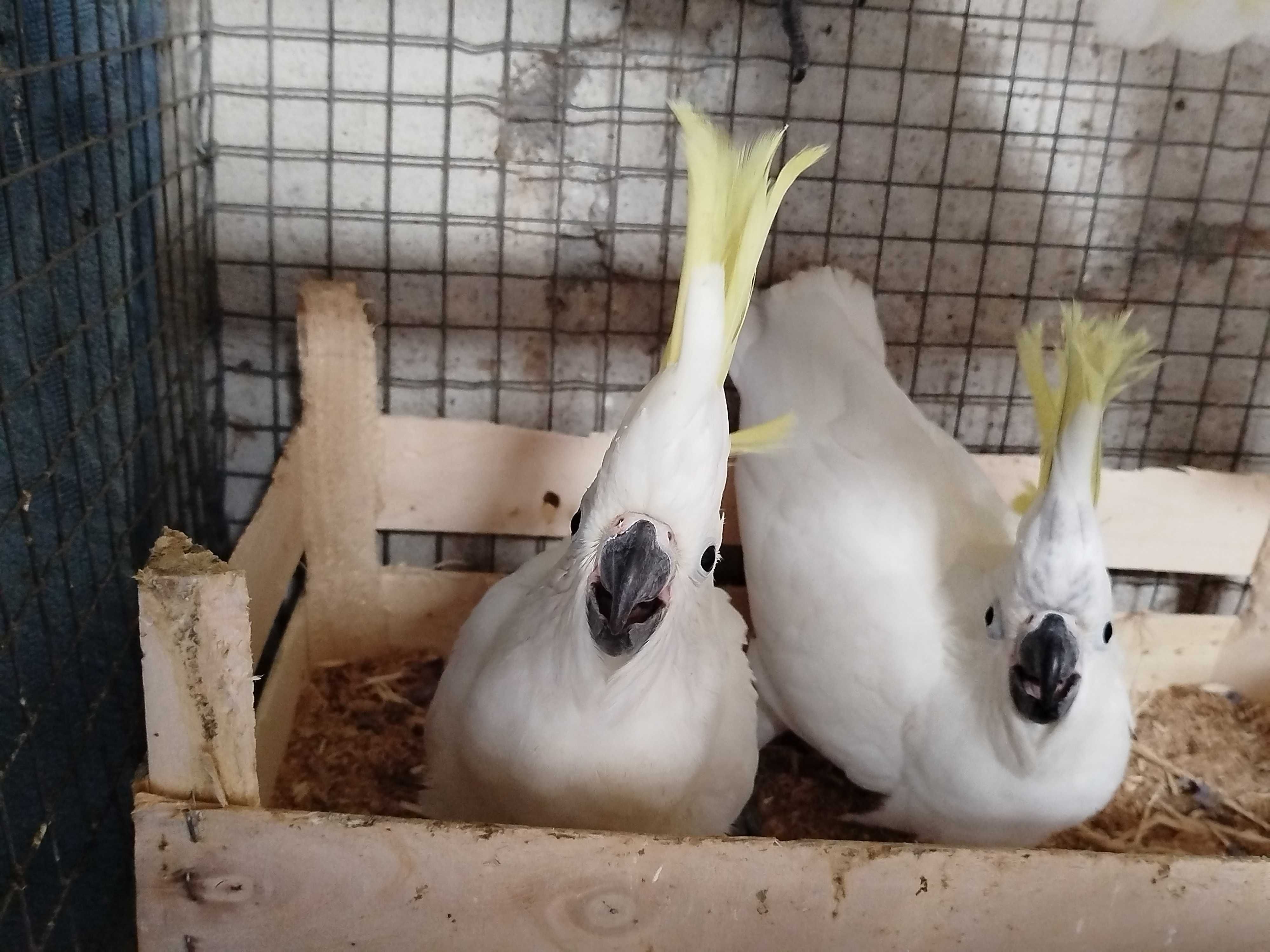 Aves bico curvo diversas espécie