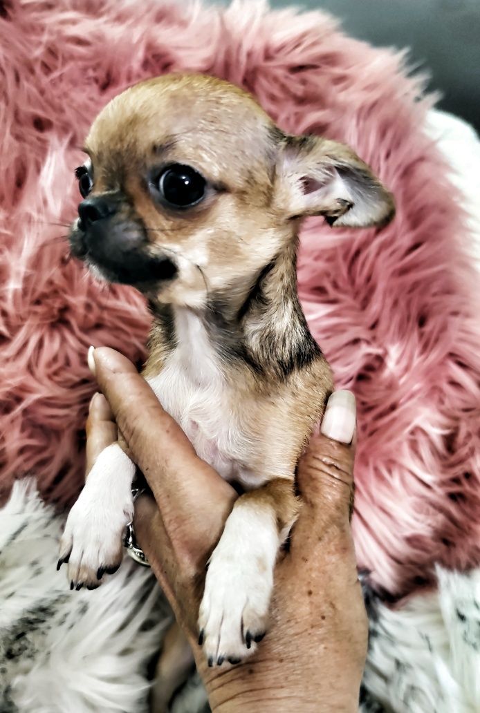 *** Gotowa do odbioru *** Mini Piękność Chihuahua ***