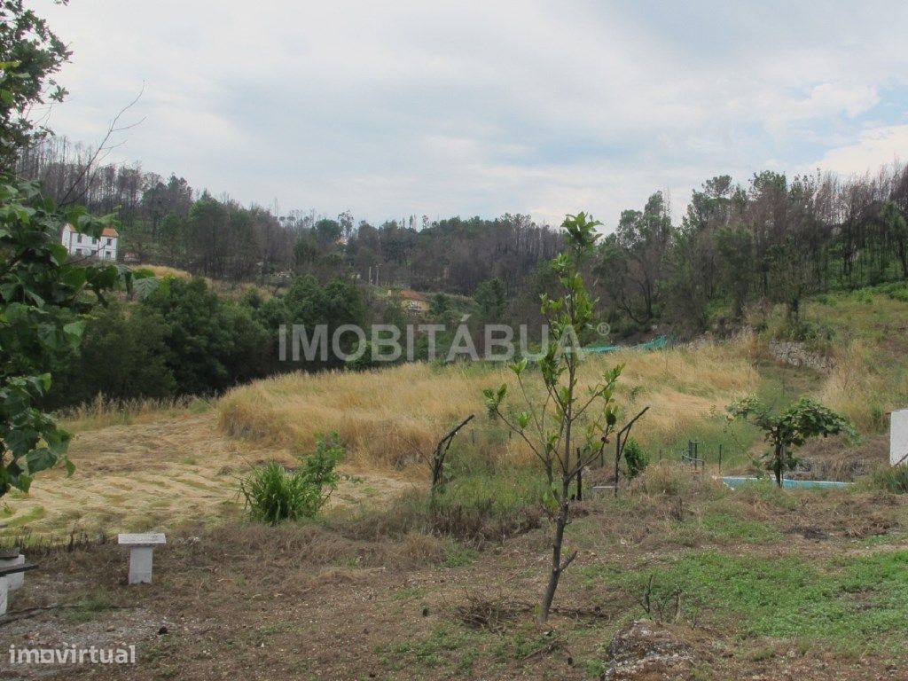 Quinta de Mirtilos com mais de 3 Hectares, localizada perto de Tondela