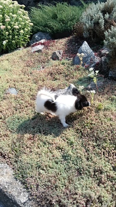 Очень красивая девочка папильон.