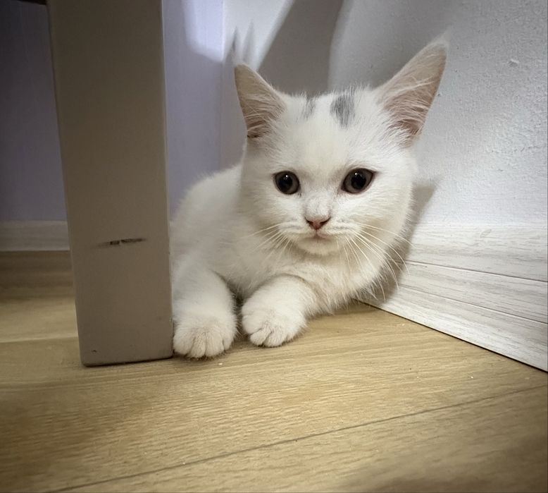 Długowłosa przytulaśna kotka szuka nowego domku :)