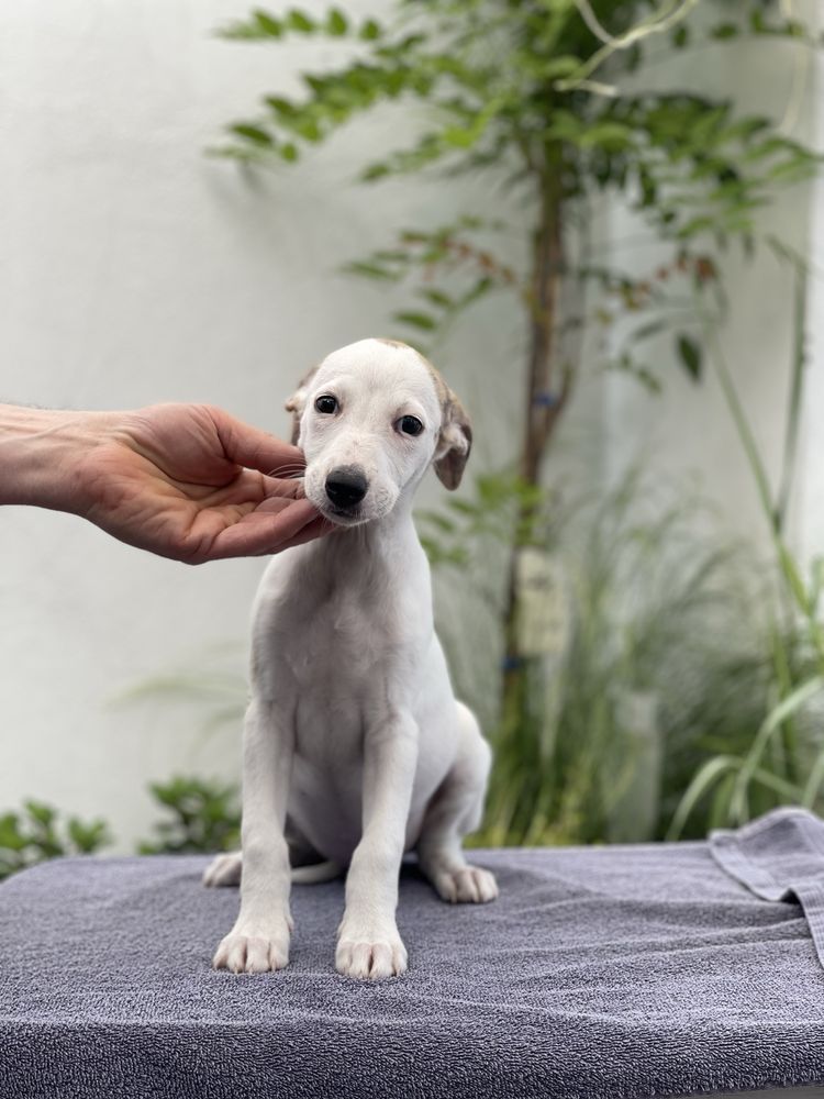 Whippet suczka gotowa do odbioru Revirado FCI ZKwP
