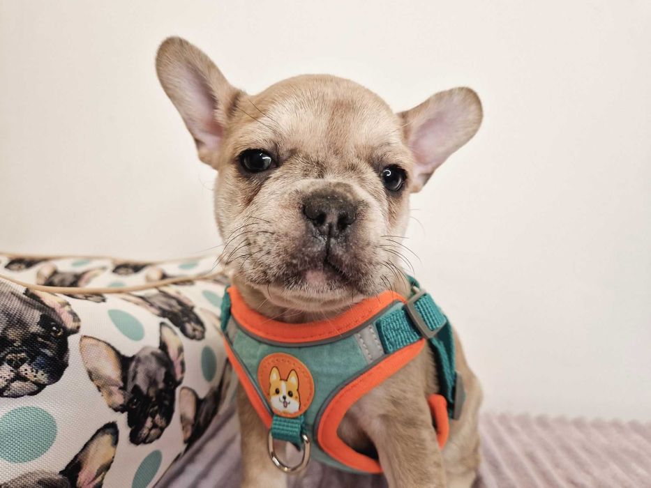 Маленькое счастье! Щенки французского бульдога! Плановая вязка