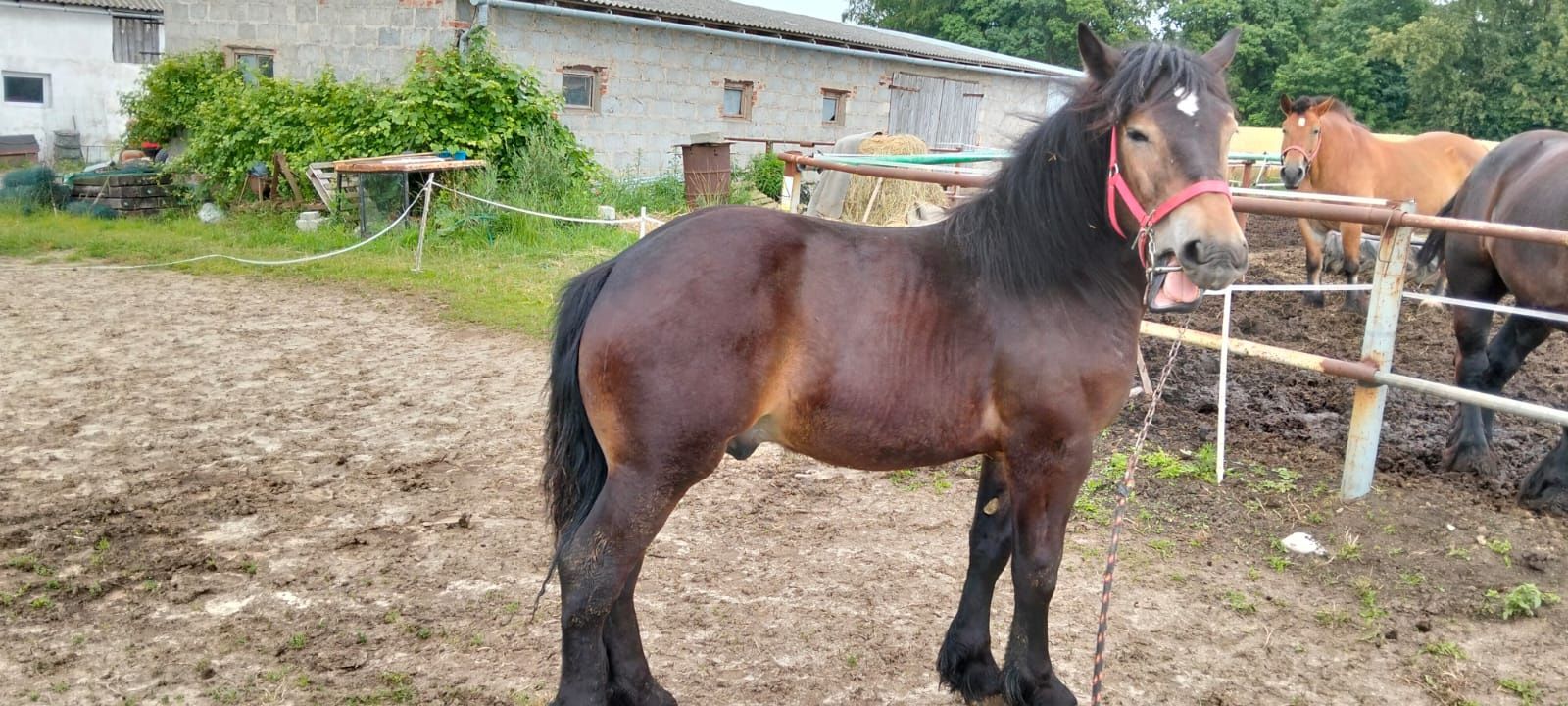 Sprzedam ogierka typu Sztum