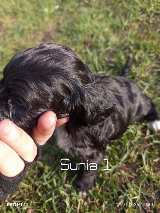 Oddam szczeniaki rasy Cocker spaniel