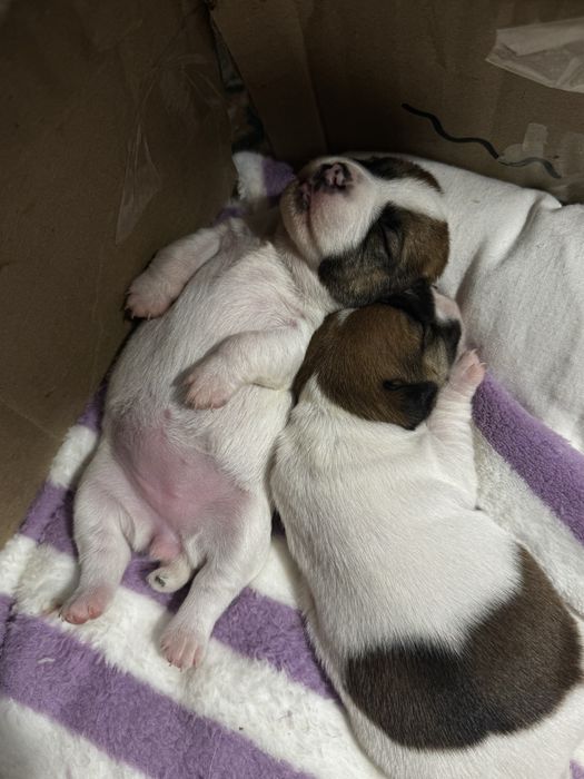 Дівчата - цуценята Джек Рассел Терьер