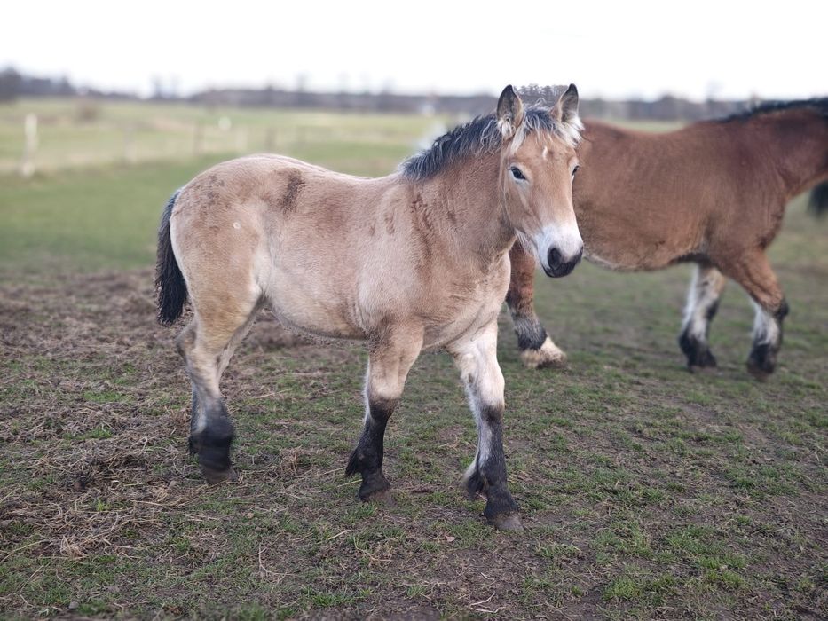 Klaczka zimnokrwista