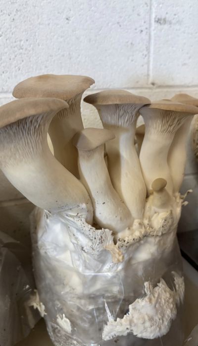 Блок білого гриба (Ерингі)