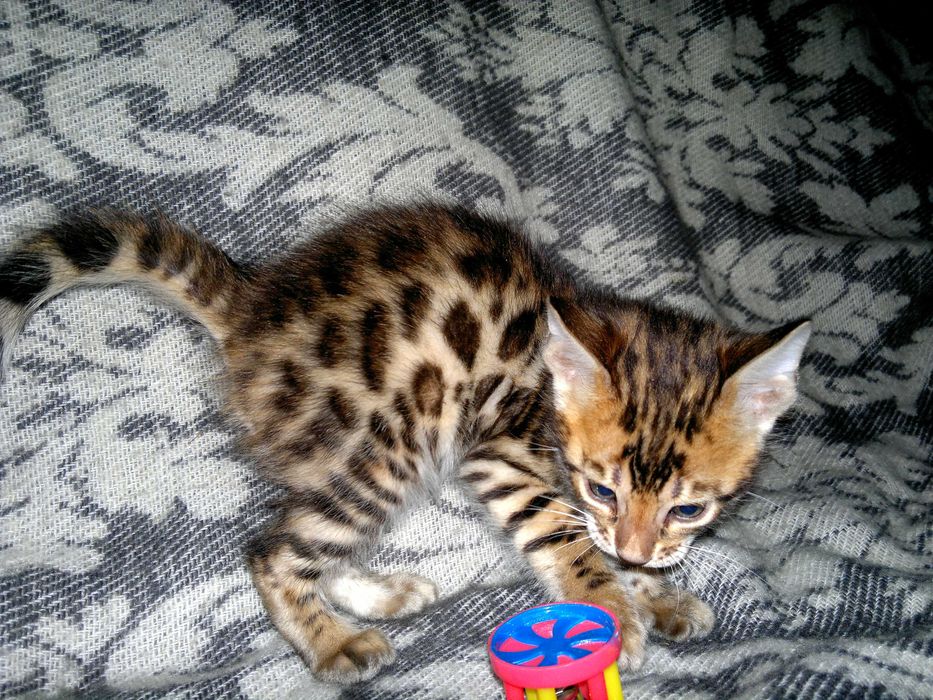 Чистокровний бенгальчик з документами WCF