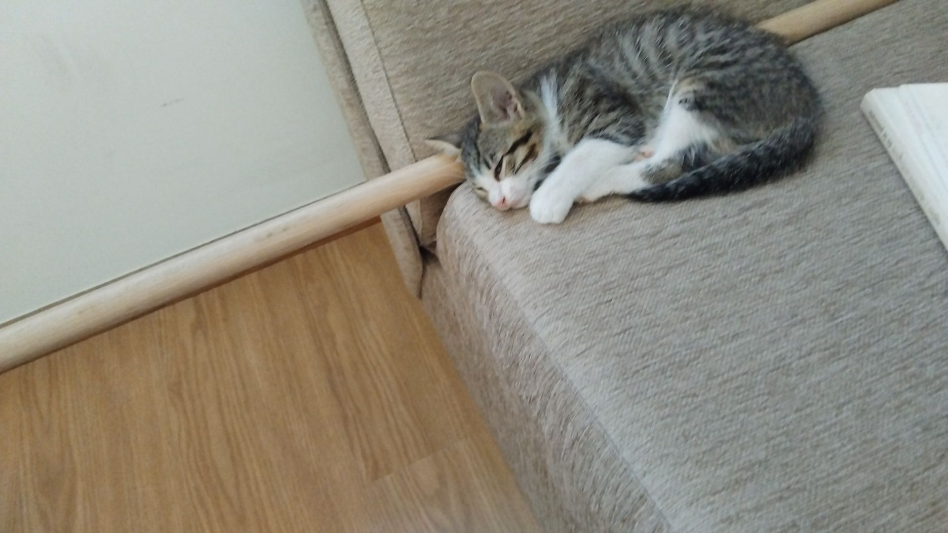 Gatinho para adoção |  2 meses
