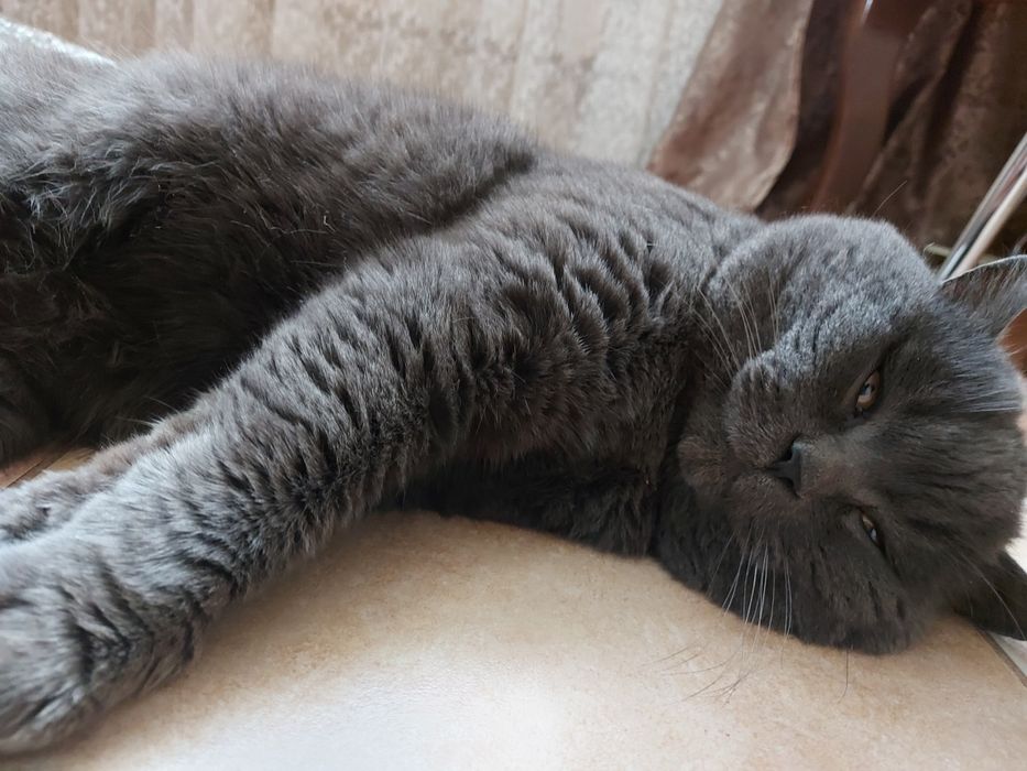 Шотландські кошенята