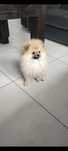 Pomeranian szpic miniaturowy
