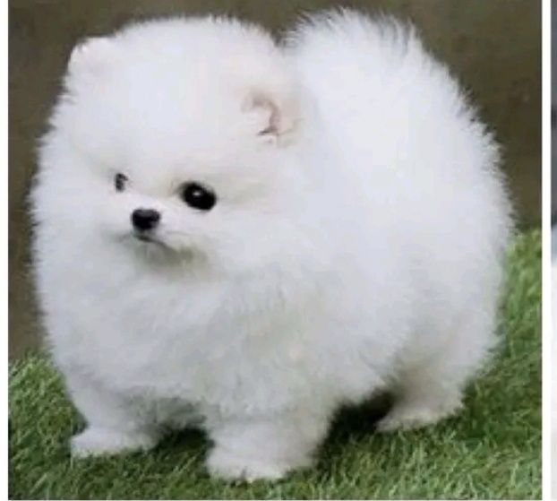 Шпіц.ПухнастіКрасені;•}
