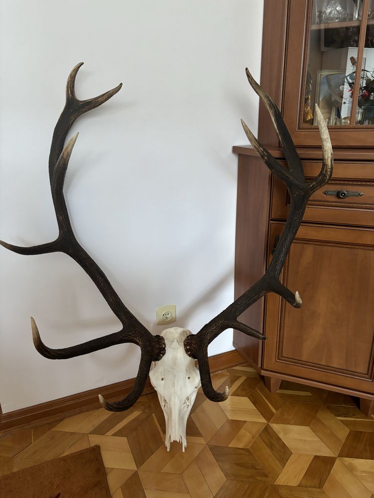 Wieniec jelenia szlachetnego