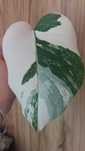 Monstera variegata 1