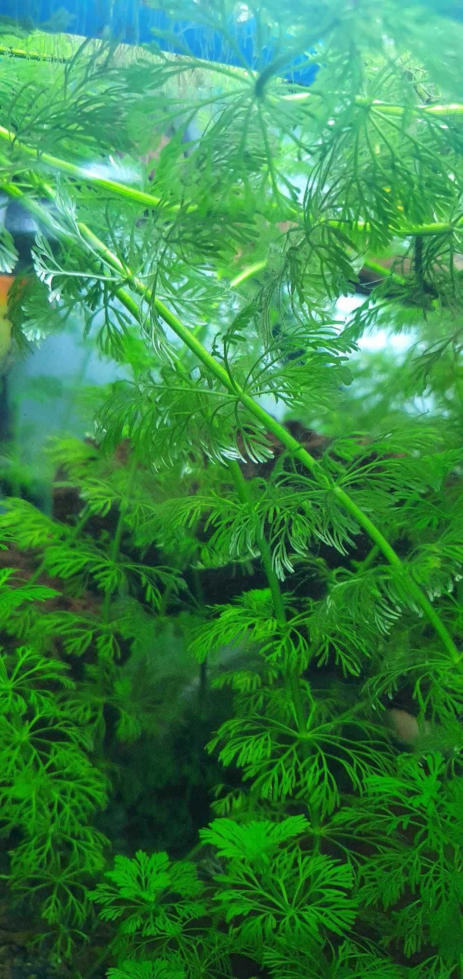 Limnophila Sessiliflora