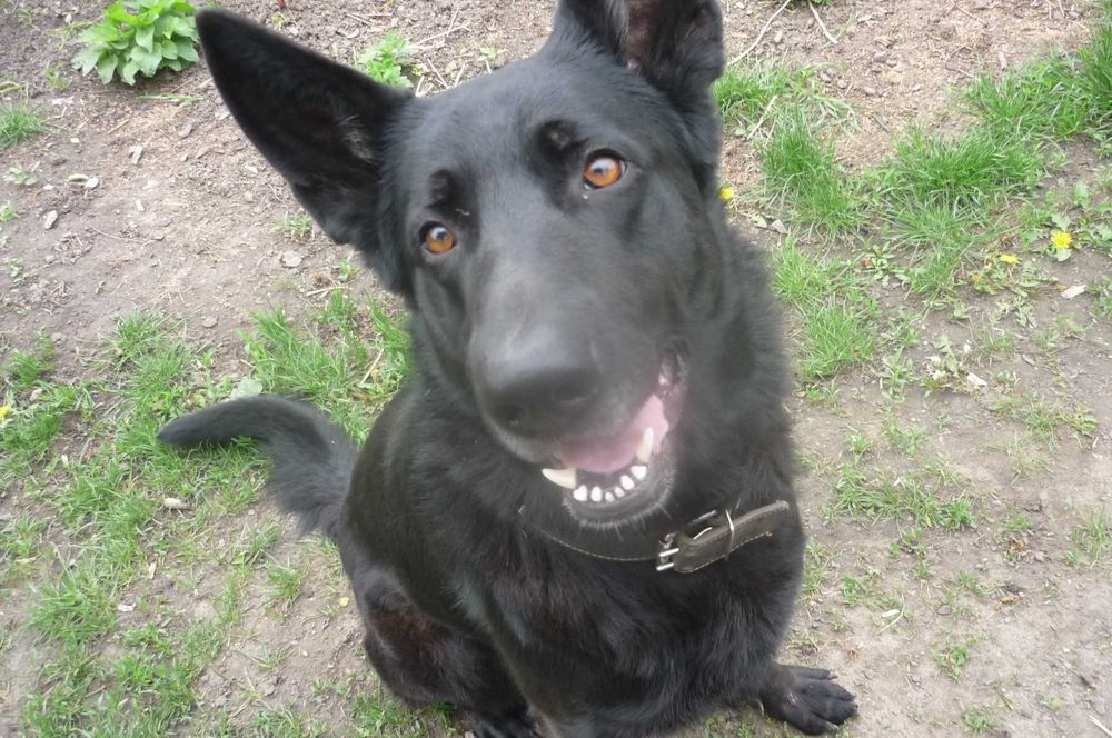 Вязка  чорна  Восточно європейська вівчарка .