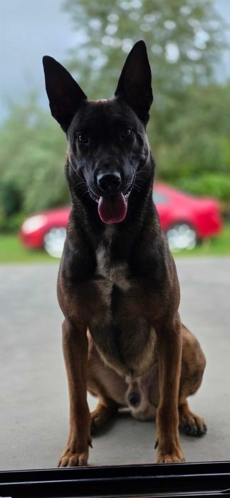 Owczarek belgijski reproduktor