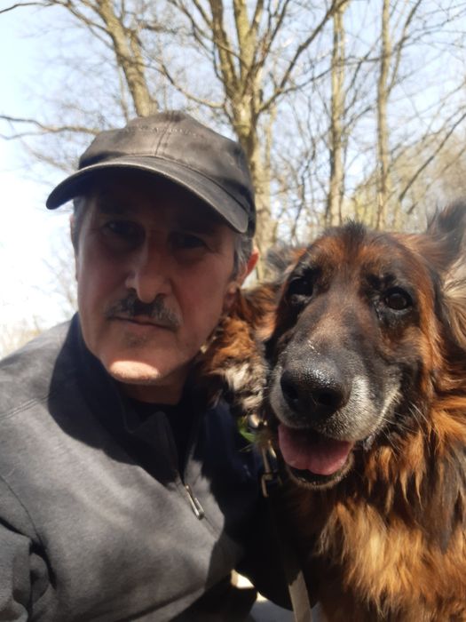 Śliczny starszy  owczarek niemiecki Dior do adopcji że schroniska .