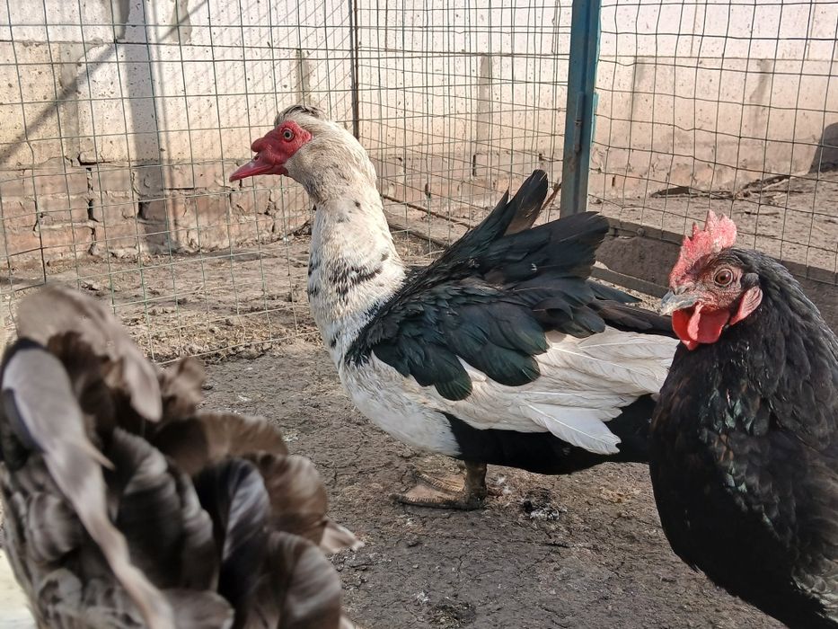 Продам индоуток! Индоутки! Индоутаки! Адресная доставка!