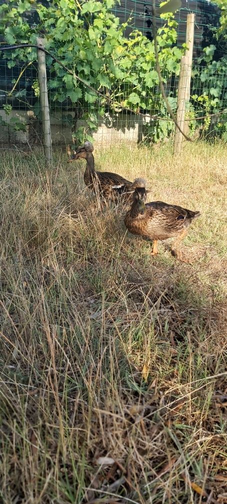 Casal de Patos Pompom